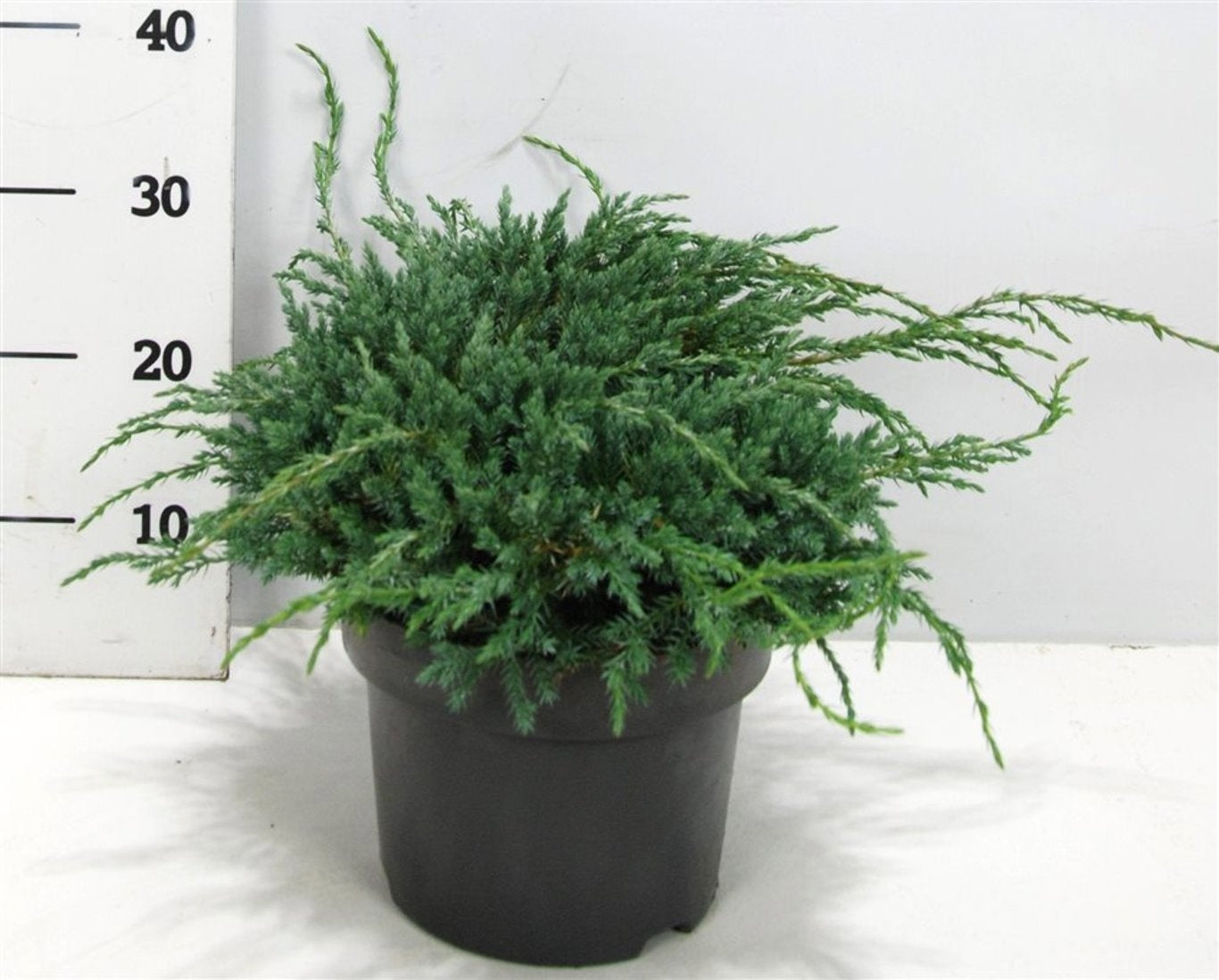 Bloemenkampen BV, Hkw. de Juniperus Blue Carpet Pack of 1