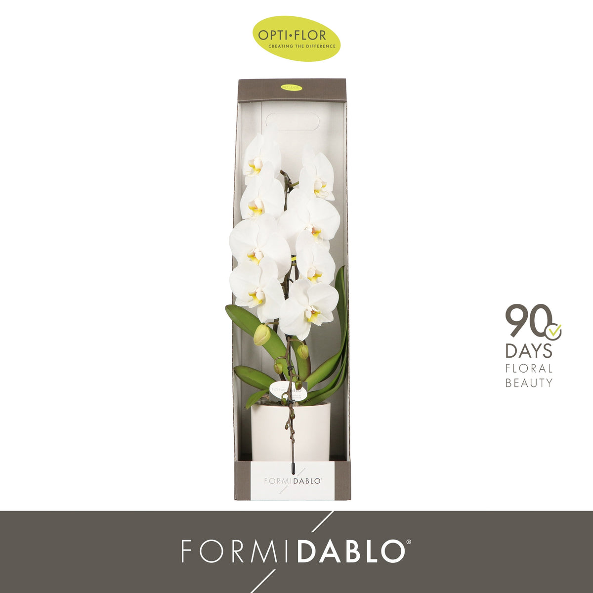 Phalaenopsis Formidablo white (+ drp.Lazio) 70cm 12cm Pot