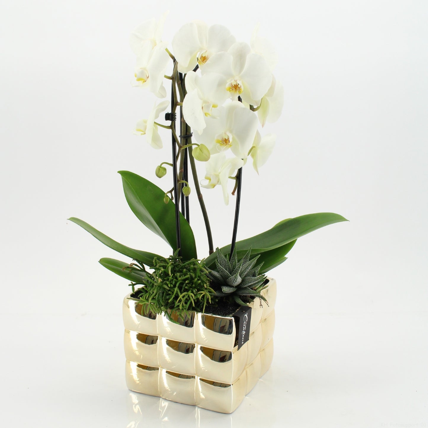 Phalaenopsis arrangement 60cm 18cm Pot