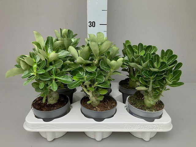 Adenium obesum 27cm 11cm Pot