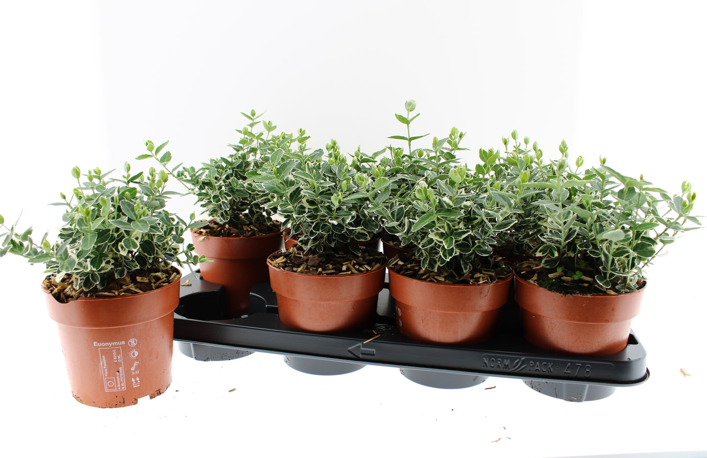 Euonymus Emerald Gaiety 25cm 13cm Pot