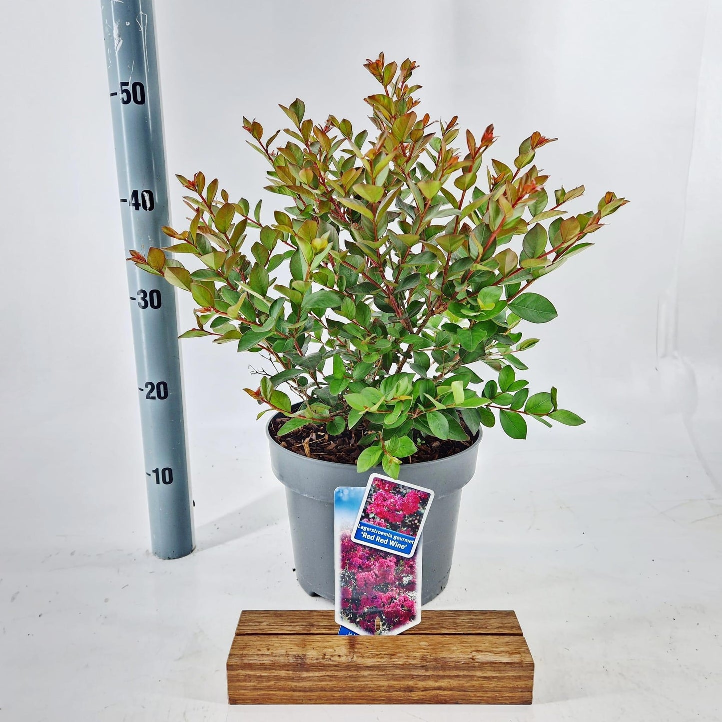 Lagerstroemia indica 45cm 23cm Pot