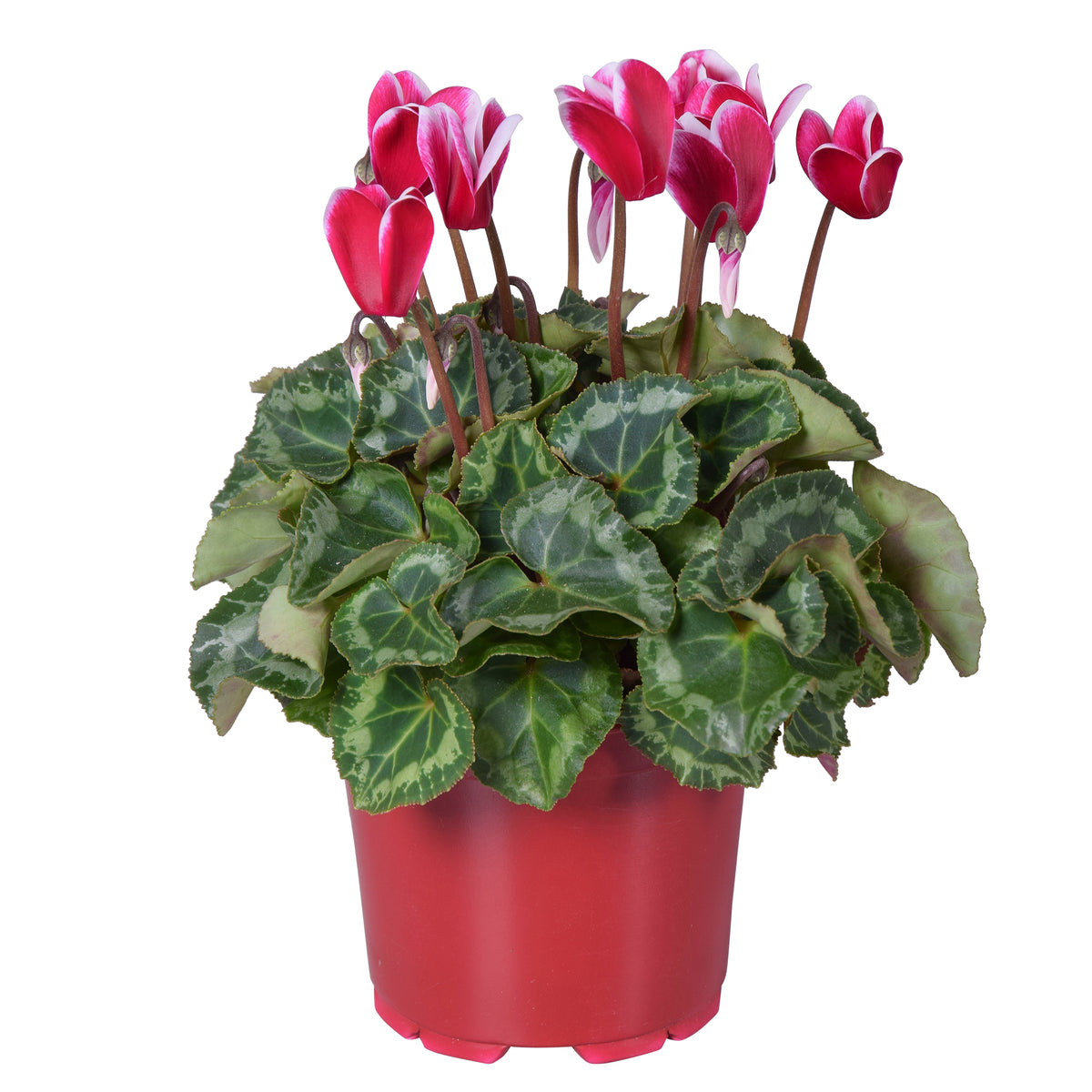 Cyclamen Allure Fuji 25cm 12cm Pot
