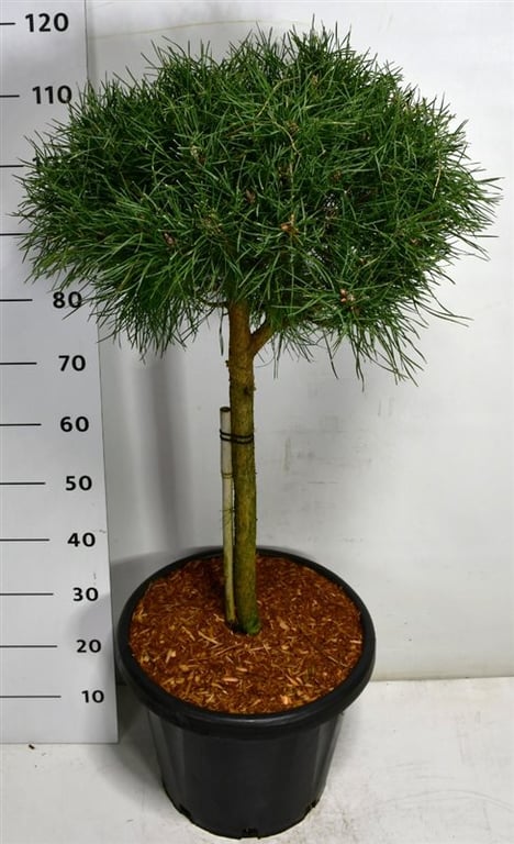 Pinus syl. Blue Pearl 125cm 38cm Pot