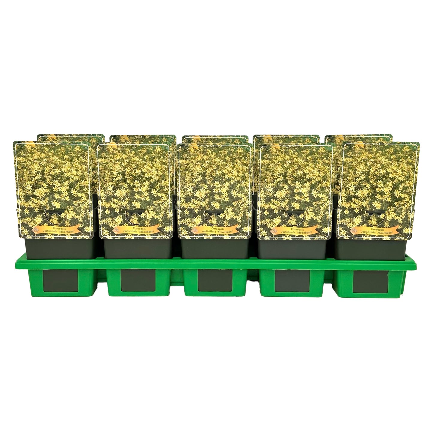 coreopsis-vert-moonbeam-25cm-11cm-pot