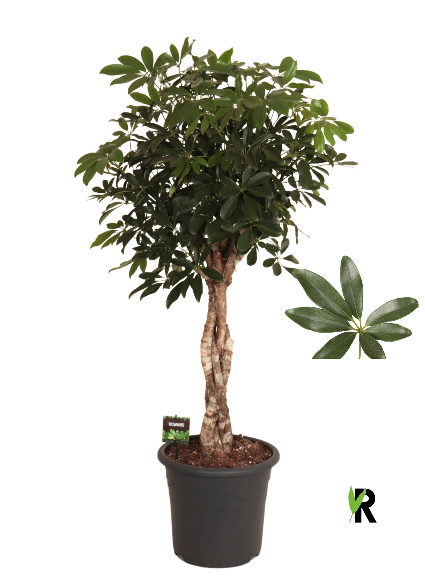 Schefflera Compacta 135cm 32cm Pot