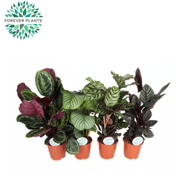 Calathea mix 70cm 21cm Pot