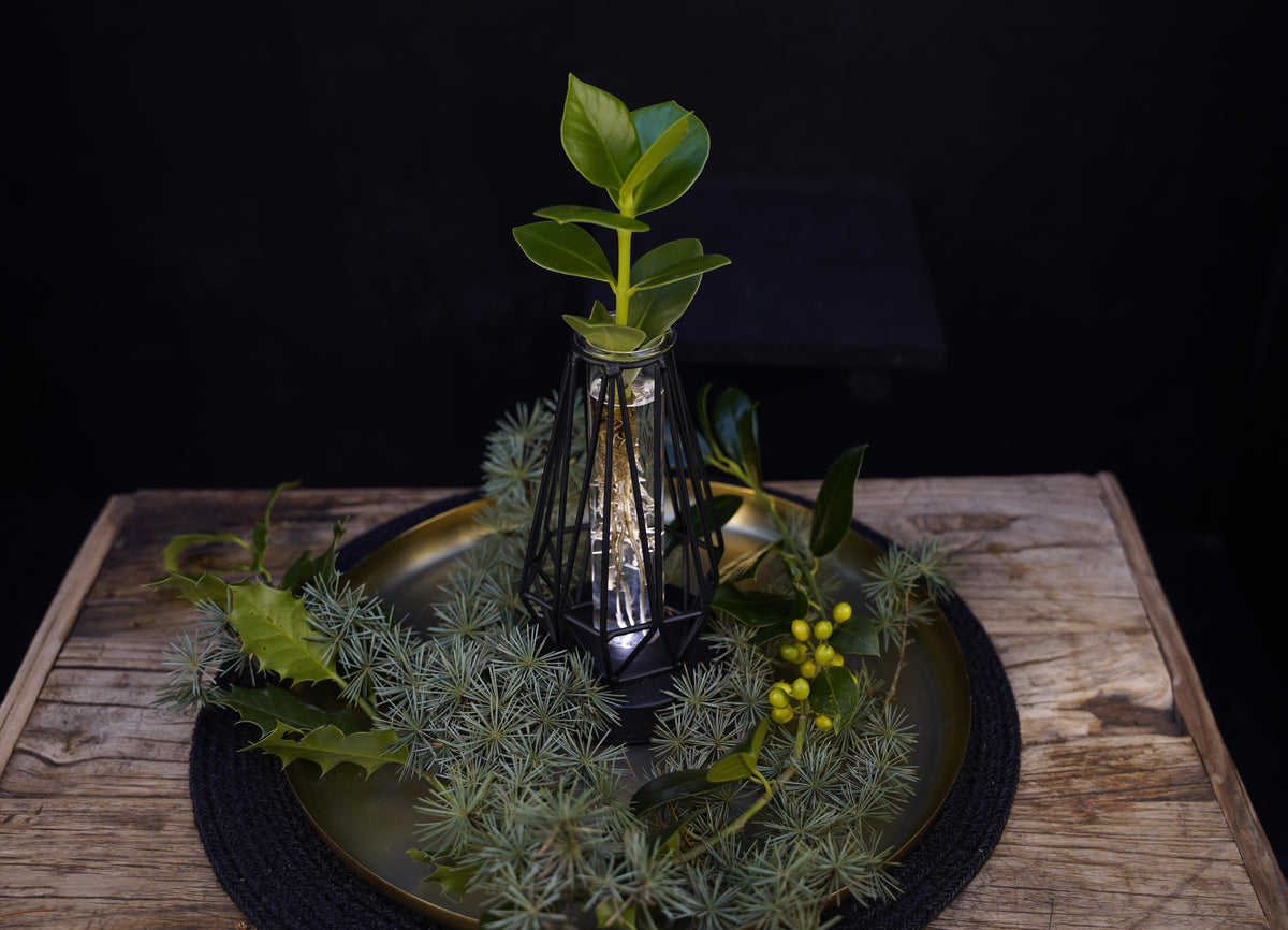 Foliage houseplants mix 20cm 7cm Pot