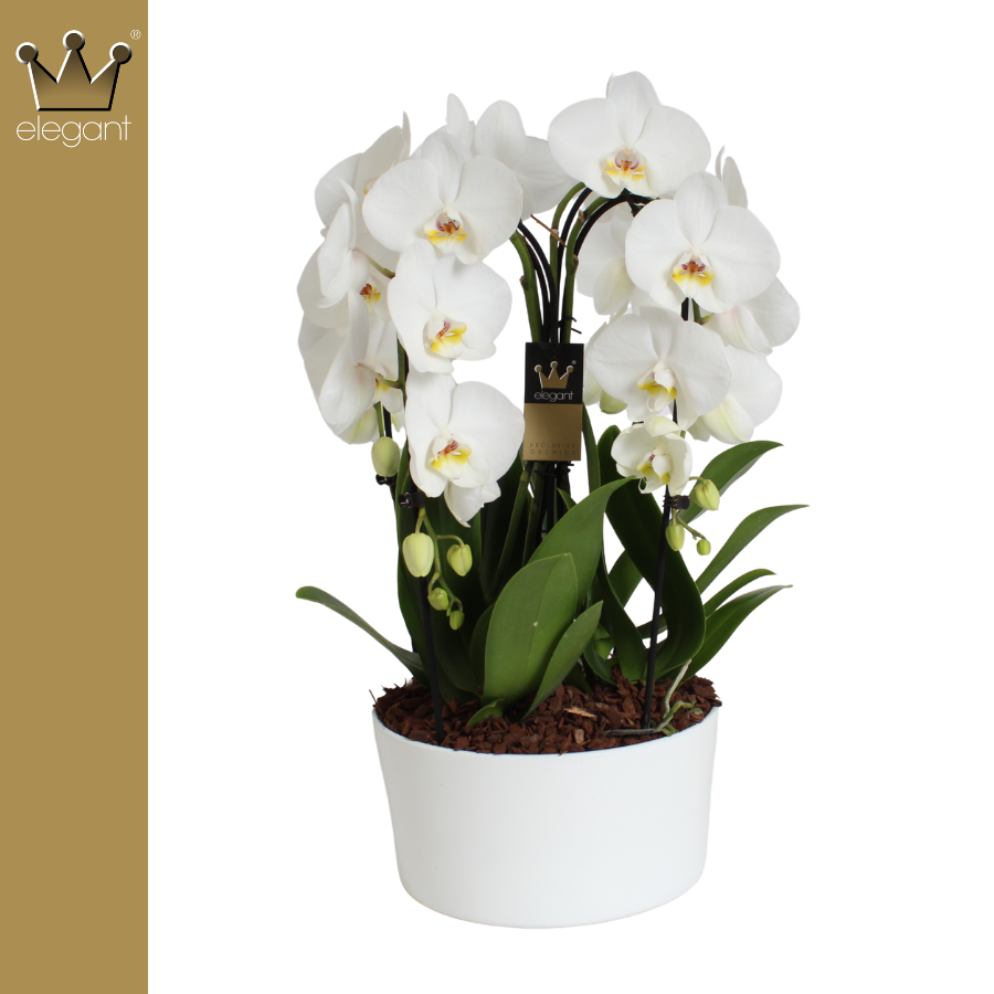 Phalaenopsis white (+ drp.Carly) 55cm 25cm Pot