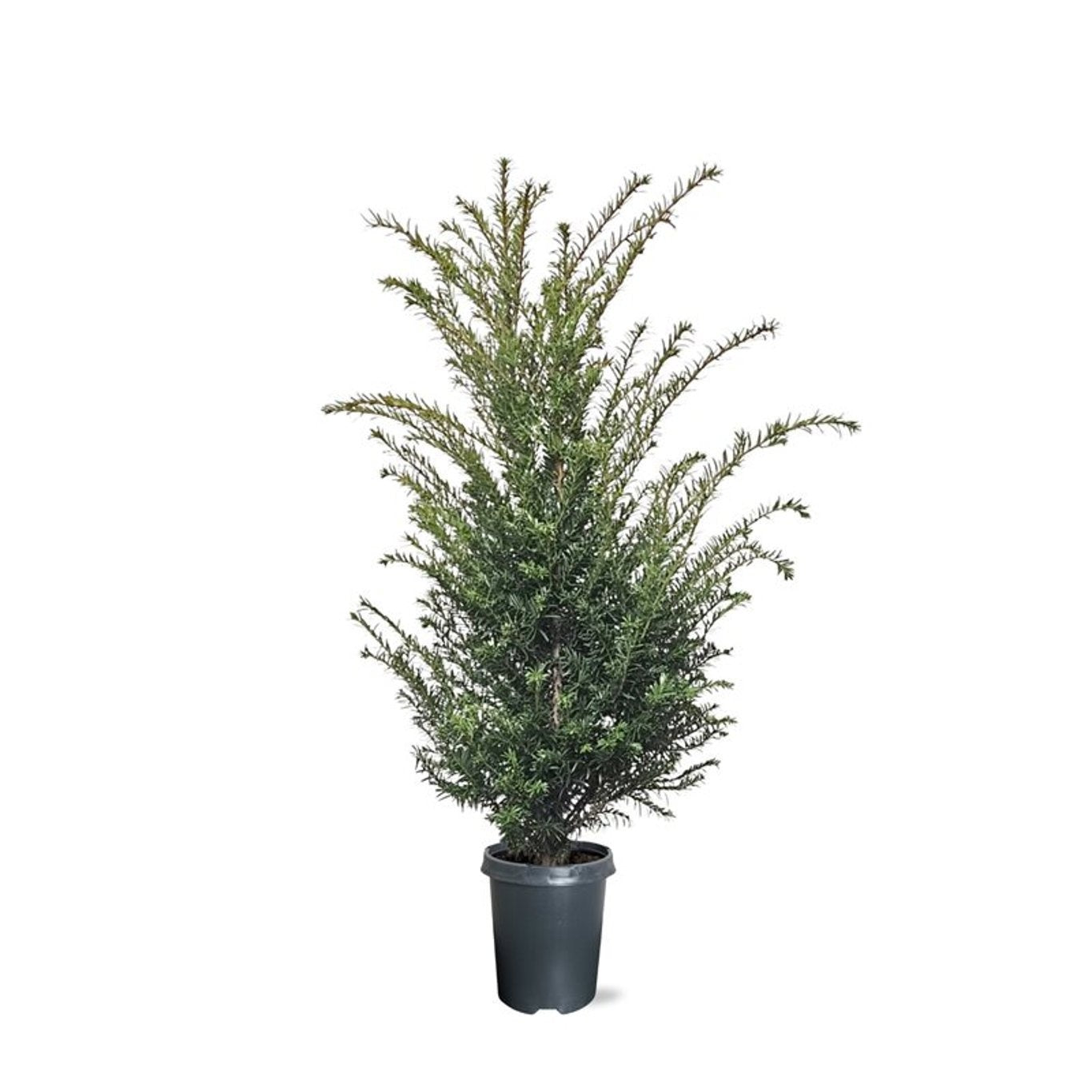 Taxus baccata 90cm 21cm Pot