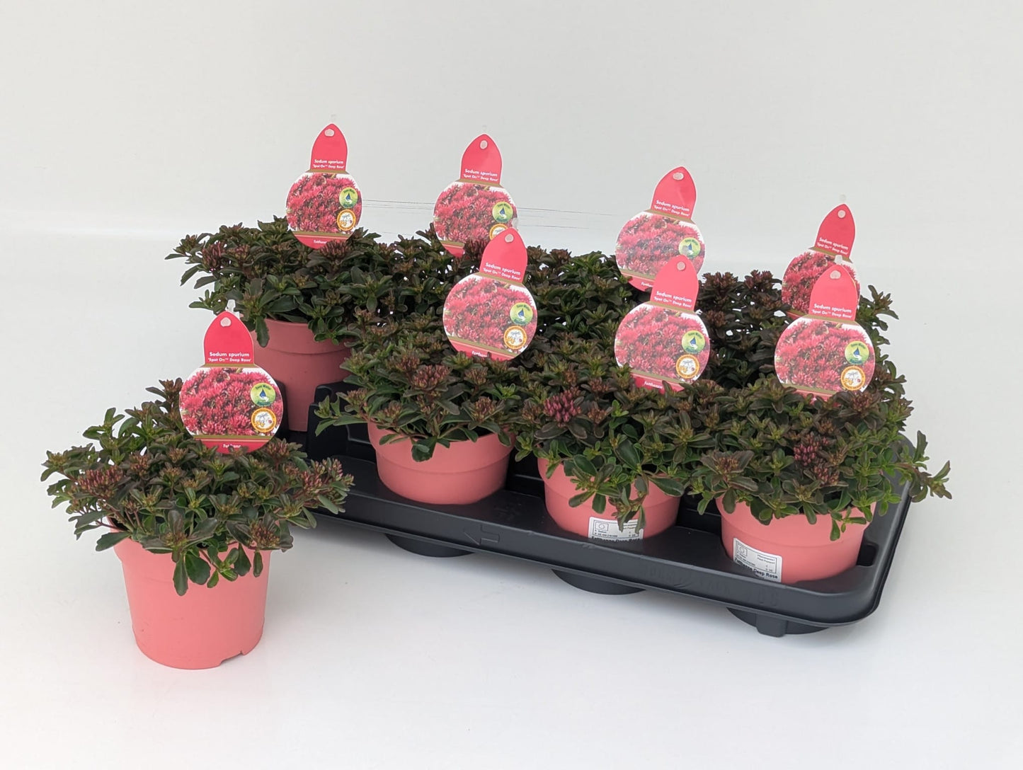 Sedum Spot on Deep Rose 21cm 13cm Pot