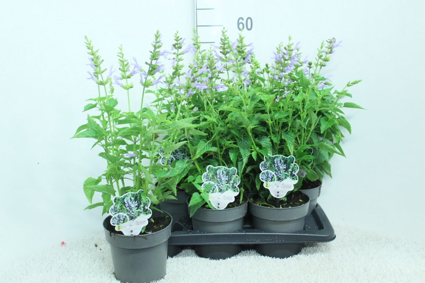 Salvia Salgoon Lake Silvretta 55cm 17cm Pot