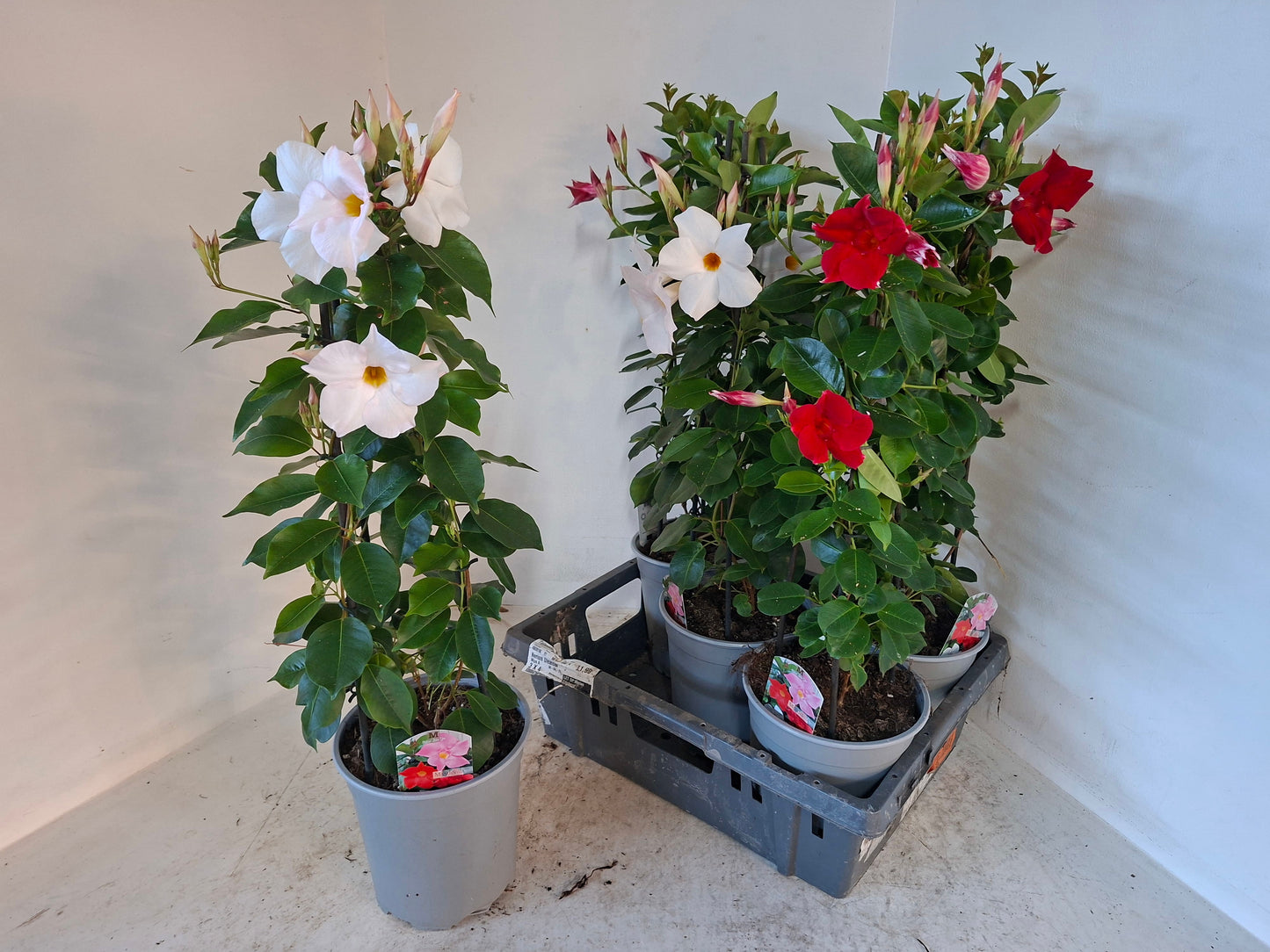 Mandevilla mix 75cm 19cm Pot