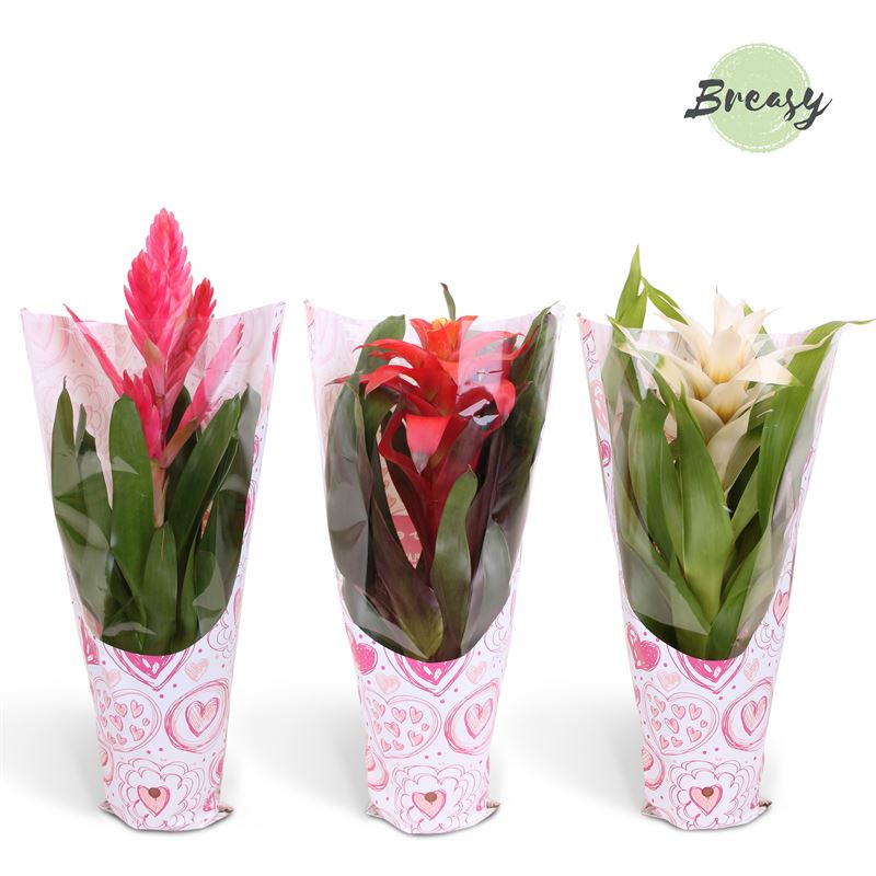 Bromelia mix red/white 45cm 12cm Pot