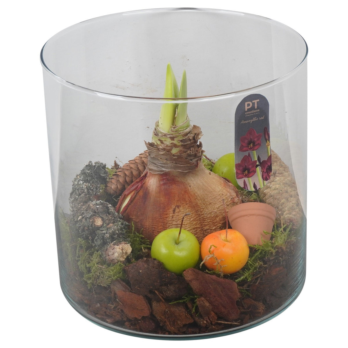 Hippeastrum arrangement 19cm 19cm Pot