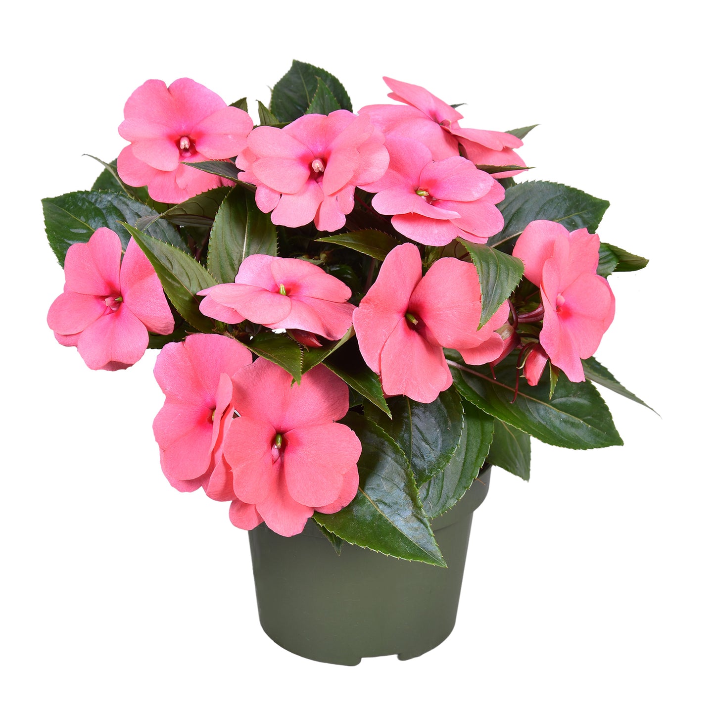 Impatiens ng. Tamarinda Salmon 25cm 13cm Pot