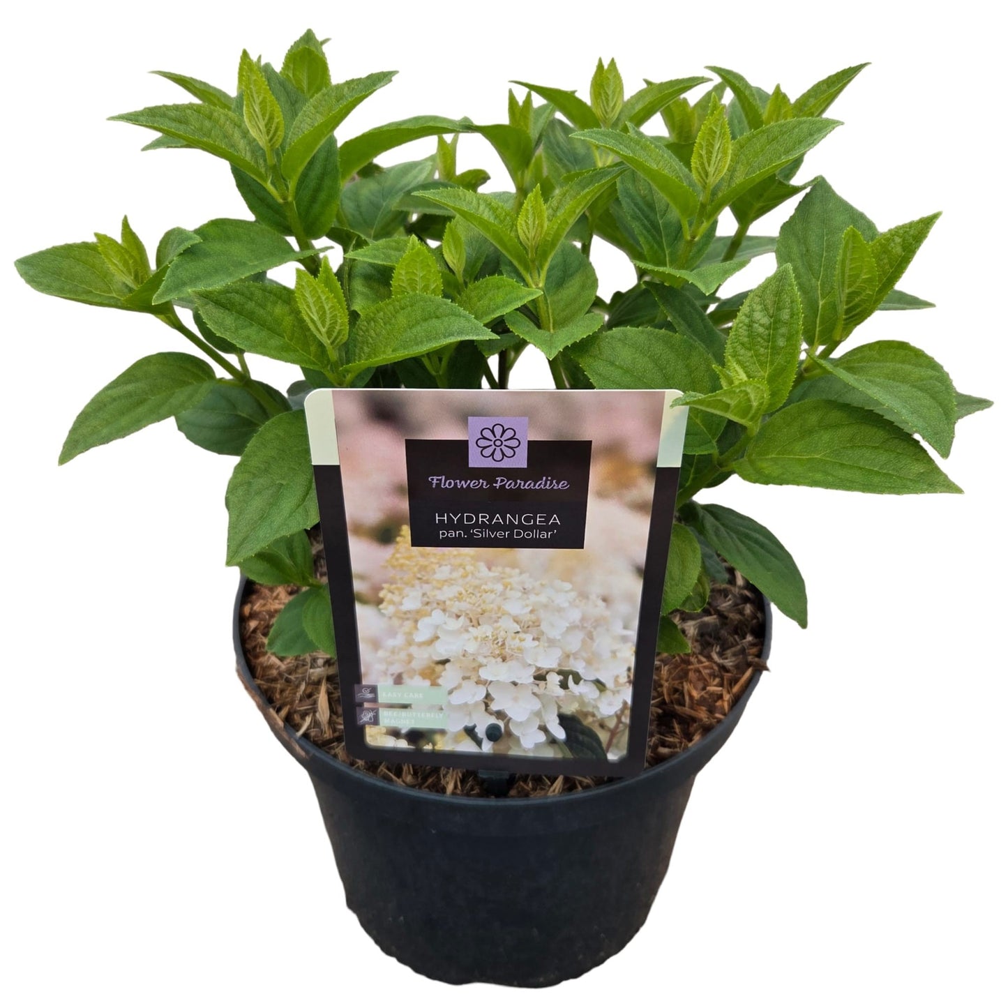 Hydrangea pan. Silver Dollar 50cm 23cm Pot