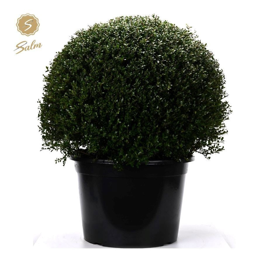 Ilex crenata 100cm 50cm Pot
