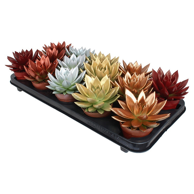 Echeveria colored mix 11cm Special Pot (508)