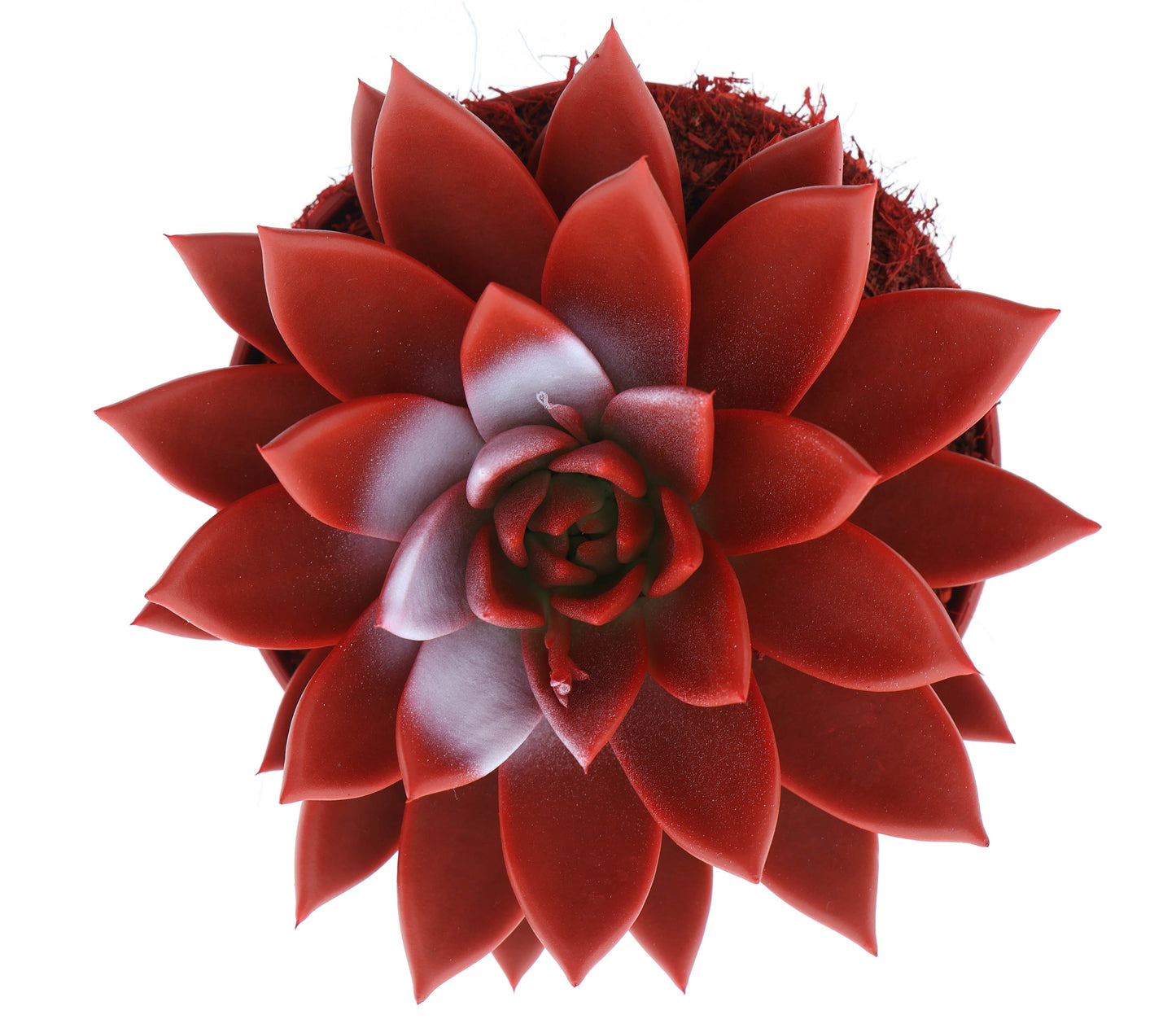 Euro Cactus Holland Bv Rainbow Turkey Pack of 4