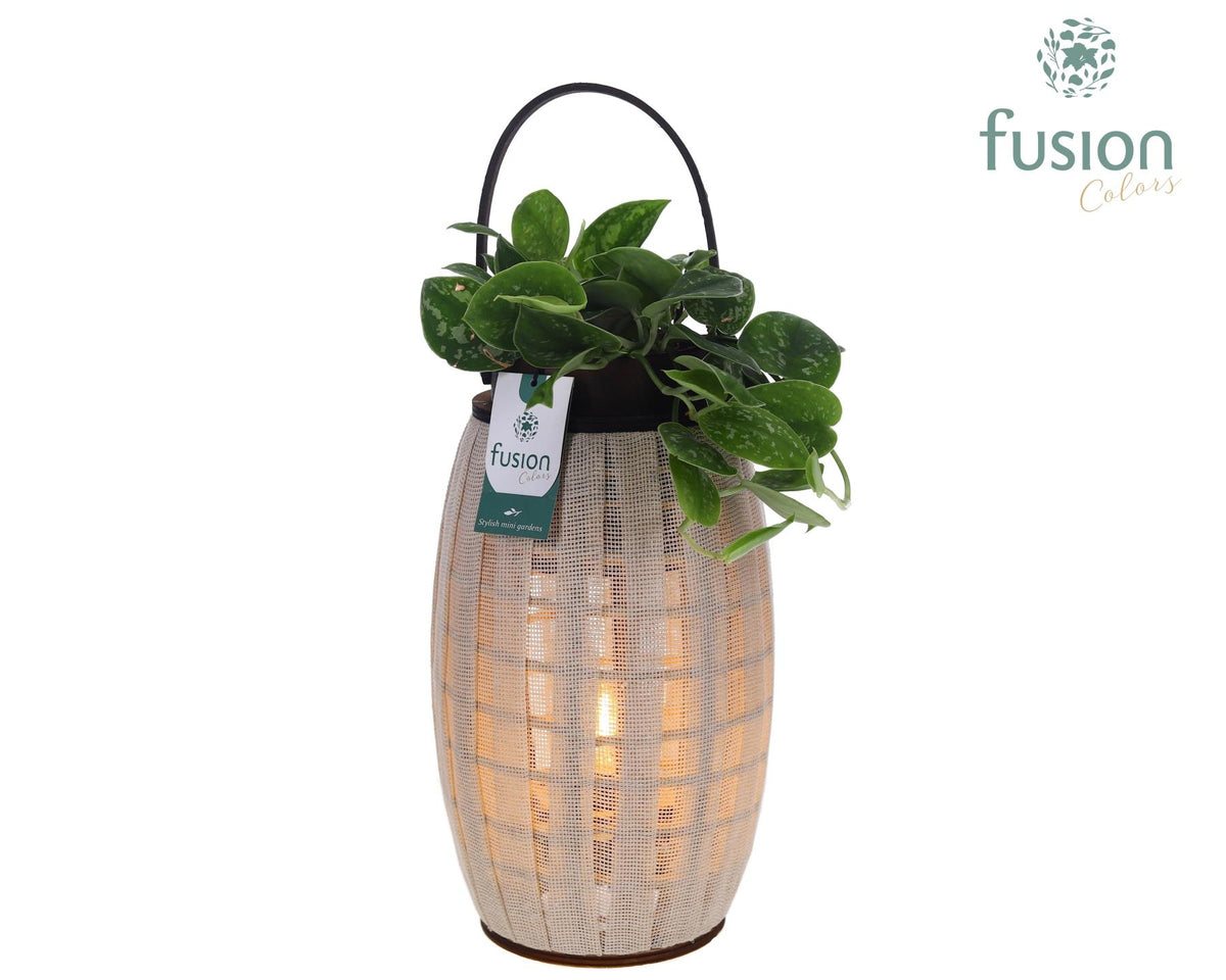 Houten Lantaarn met verlichting met Scindapsus 43cm 23cm Pot