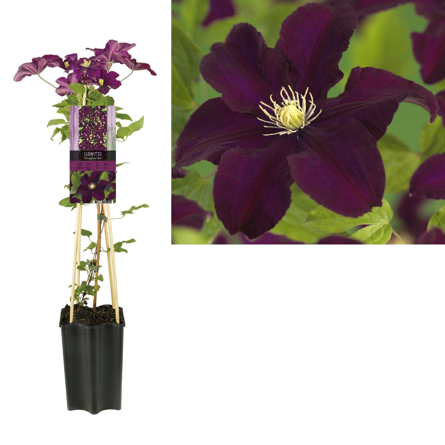 Starre BV, van der Clematis Warszawska Nike Pack of 12