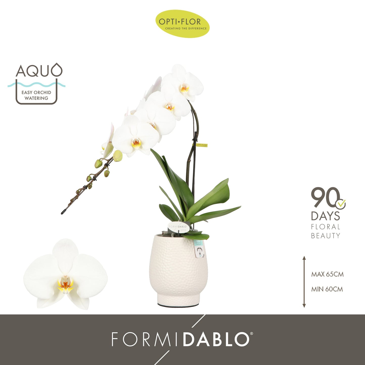 Phalaenopsis white 70cm 12cm Pot
