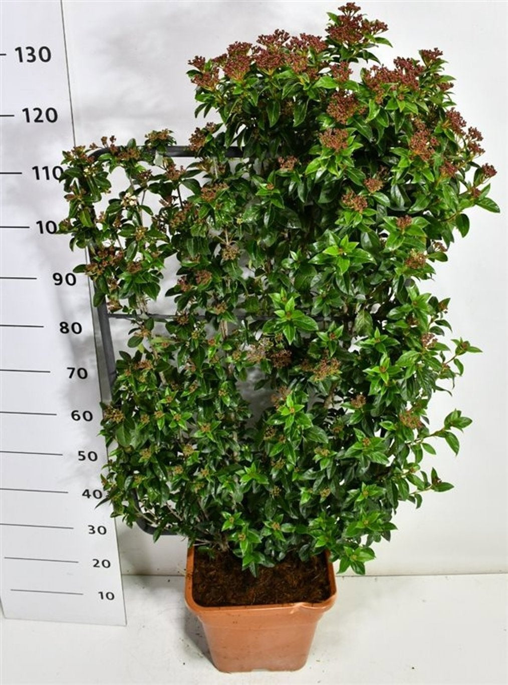 Viburnum tinus Eve Price 140cm 38cm Pot
