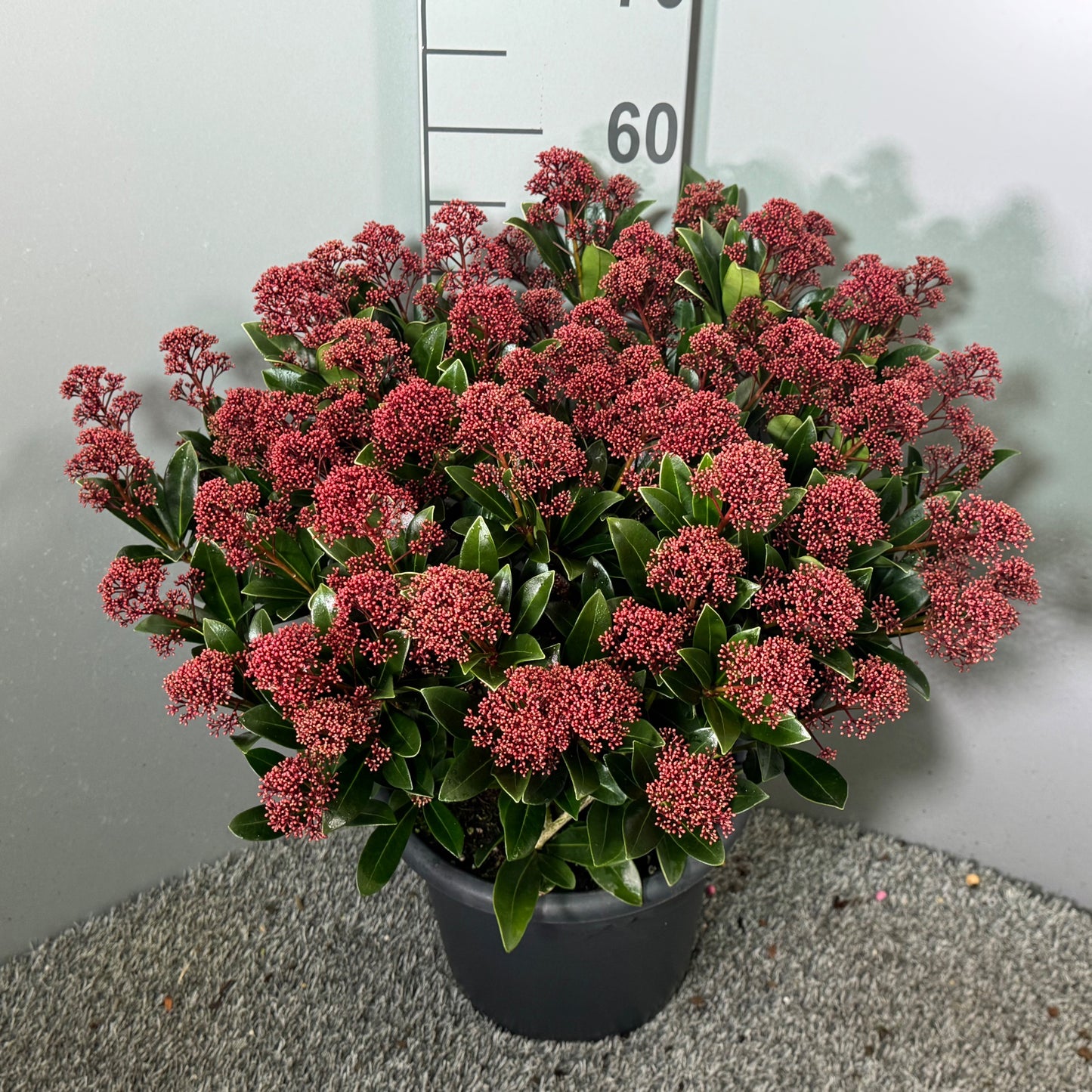 Skimmia japonica Rubella 60cm 27cm Pot