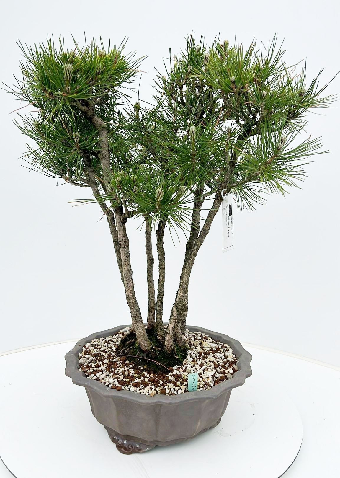 Bonsai Metasequoia Forest 60cm 29cm Pot