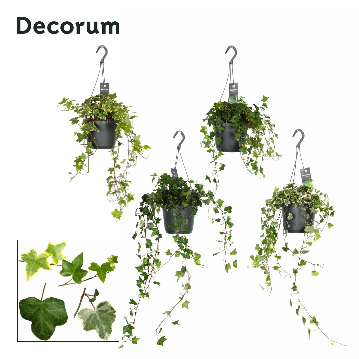 Hedera helix mix 17cm Pot