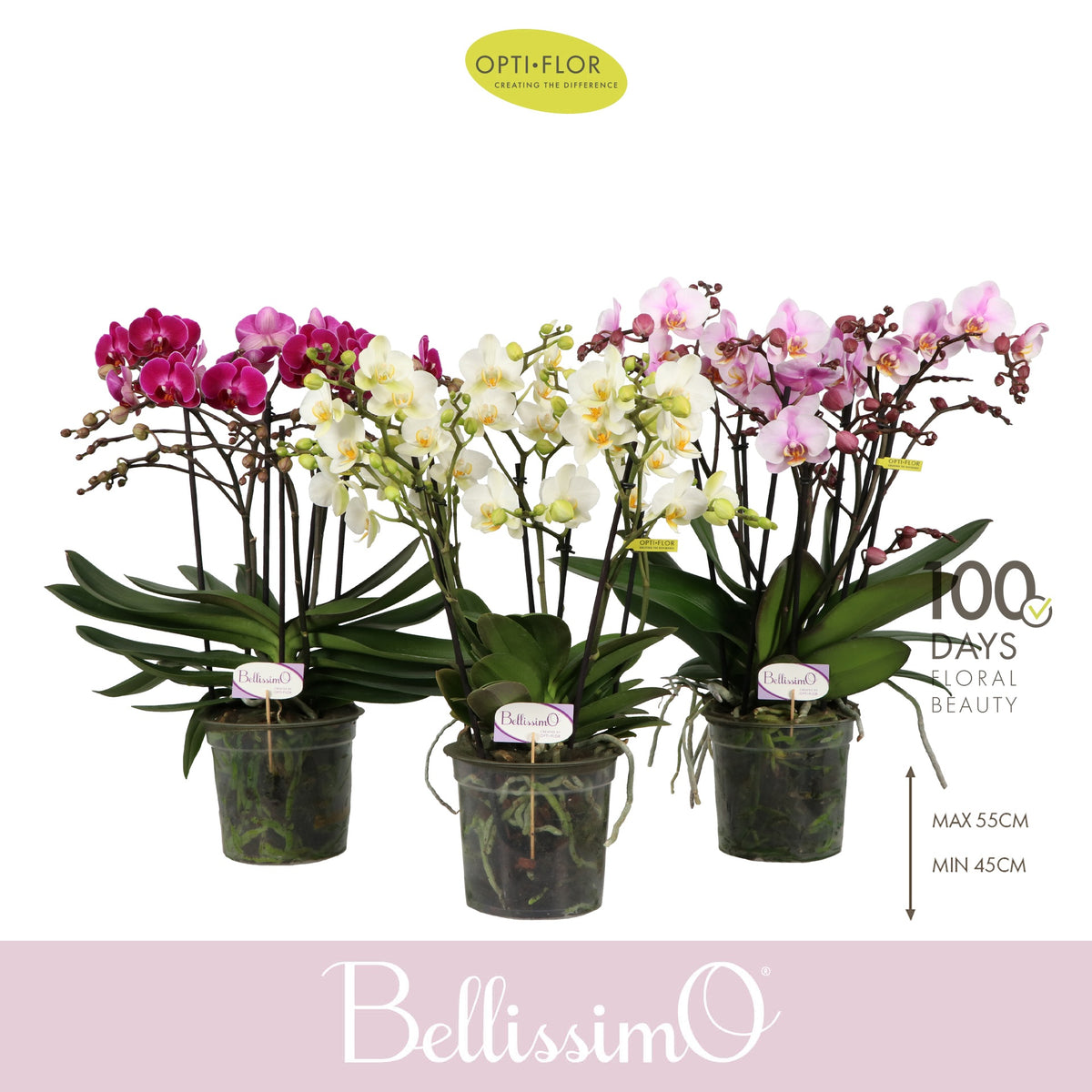 Phalaenopsis Bellissimo mix 50cm 15cm Pot