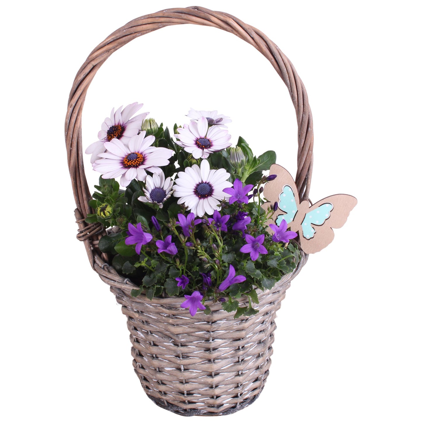 Outdoor arrangement 35cm 18cm Pot