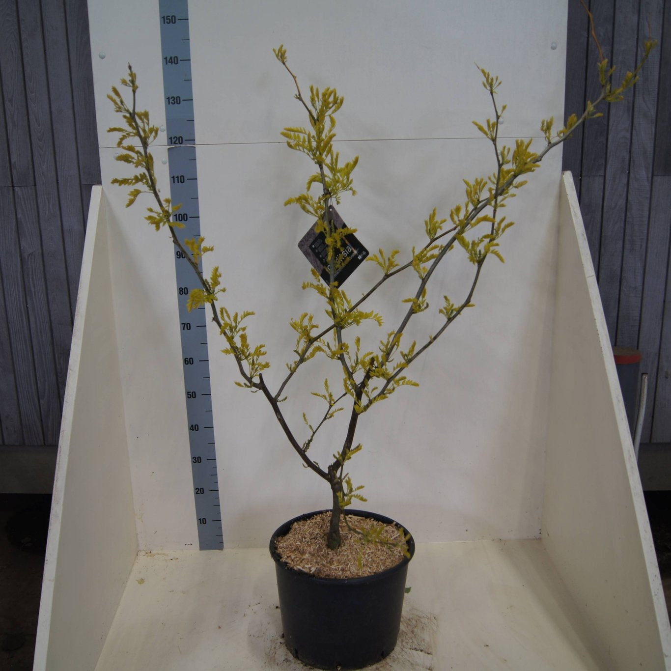 Gleditsia triacanthos Sunburst 150cm 40cm Pot