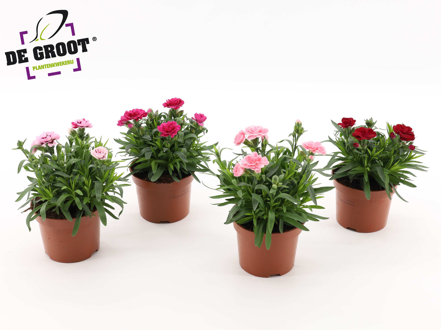 Dianthus Oscar mix 25cm 12cm Pot