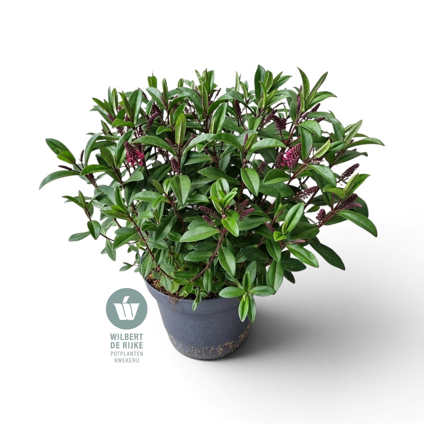Hebe Tikitiki Pink Kiwi 40cm 23cm Pot