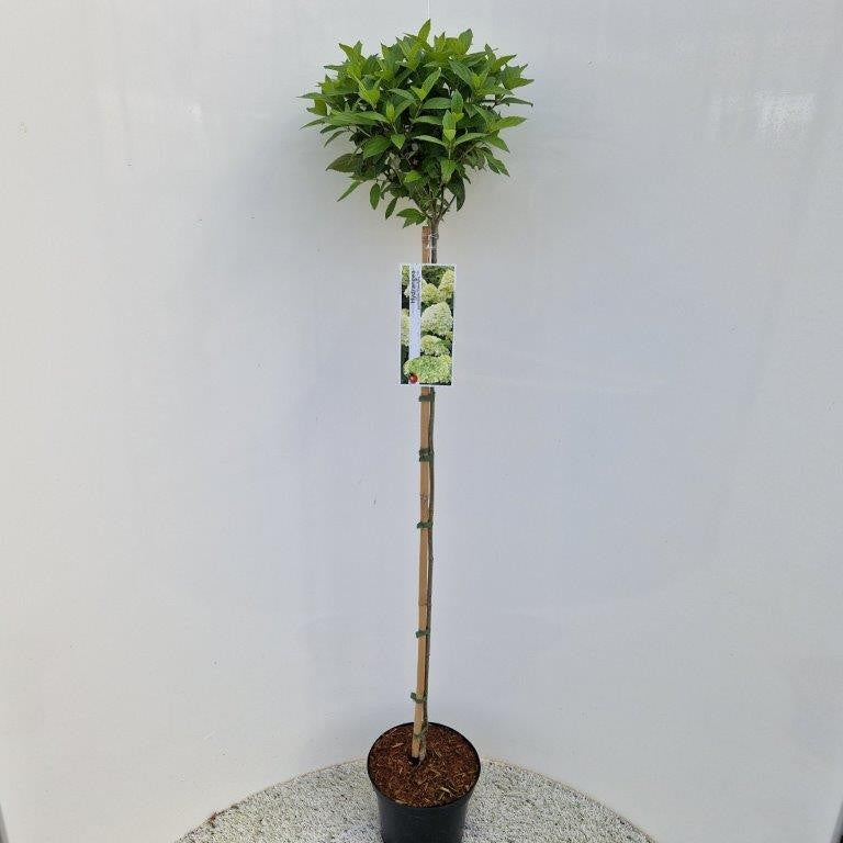 Hydrangea pan. Limelight 100cm 26cm Pot