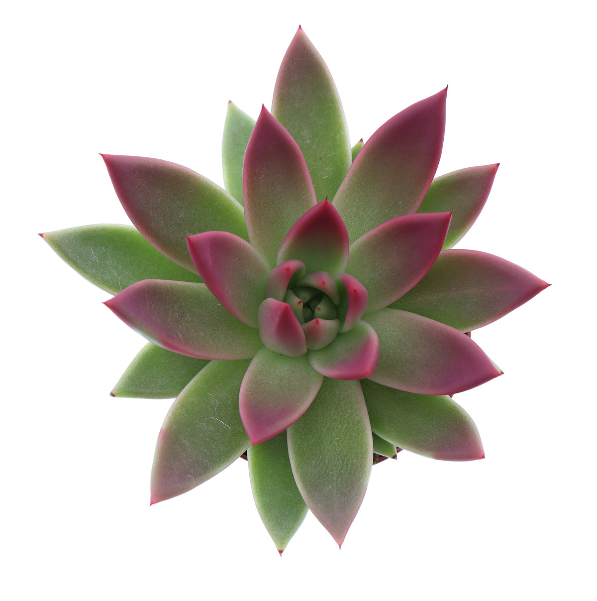 Miranda tips bordeaux red 10cm 8.5cm Pot