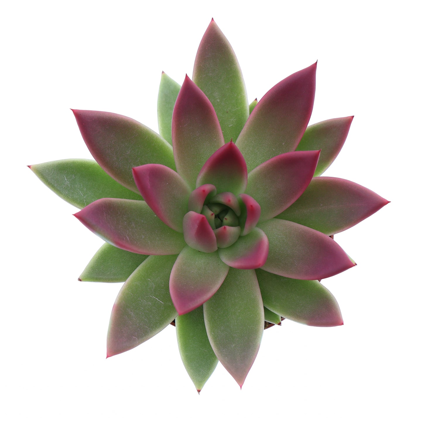 Euro Cactus Holland Bv Miranda tips bordeaux red Pack of 12