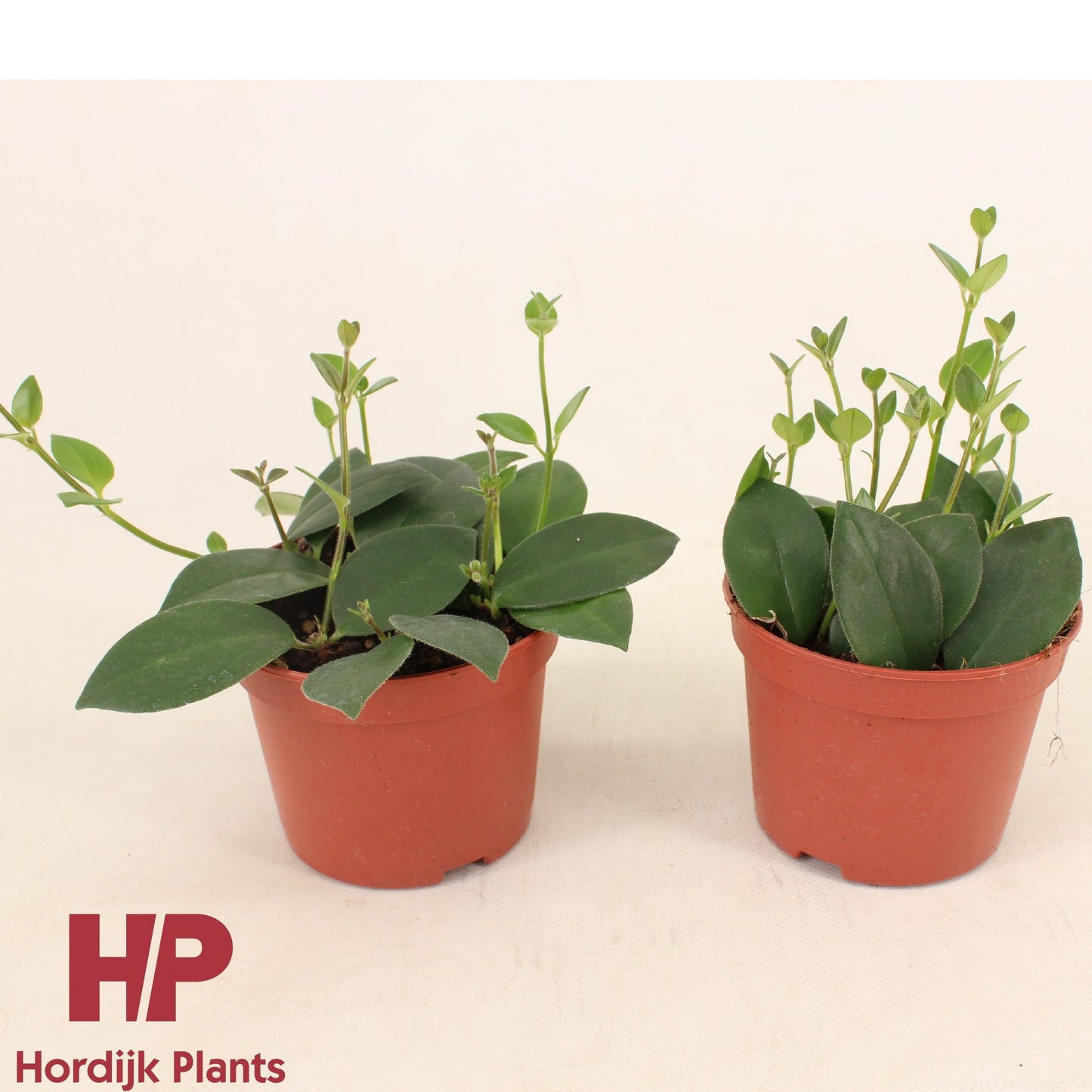 Hordijk Plants Aeschynanthus Mona Lisa Pack of 8
