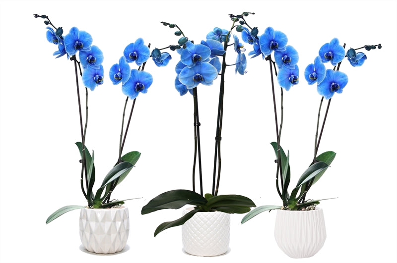 Phalaenopsis Hybrid 55cm 12cm Pot