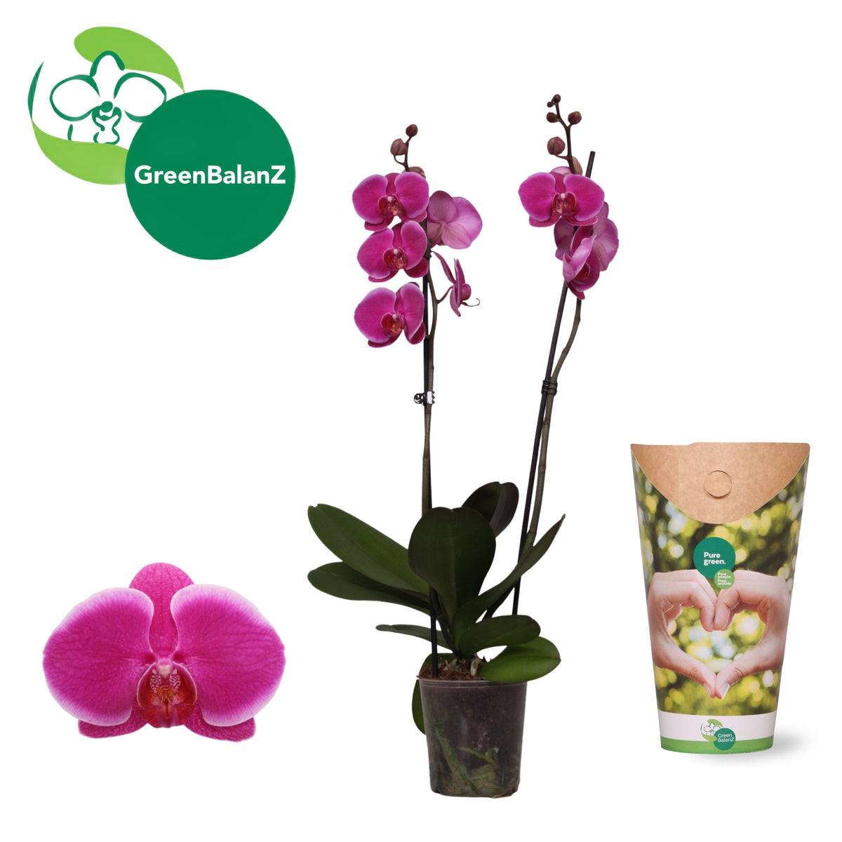 Phalaenopsis Durban 55cm 12cm Pot