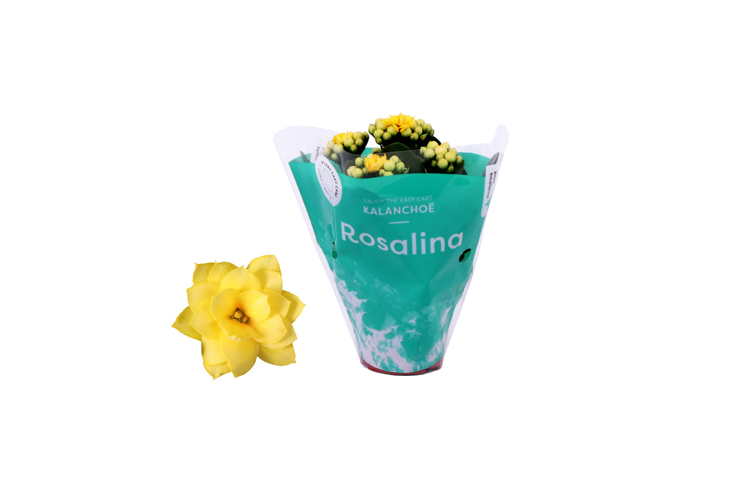 Kalanchoe Rosalina Don Amarillo 12cm 6cm Pot