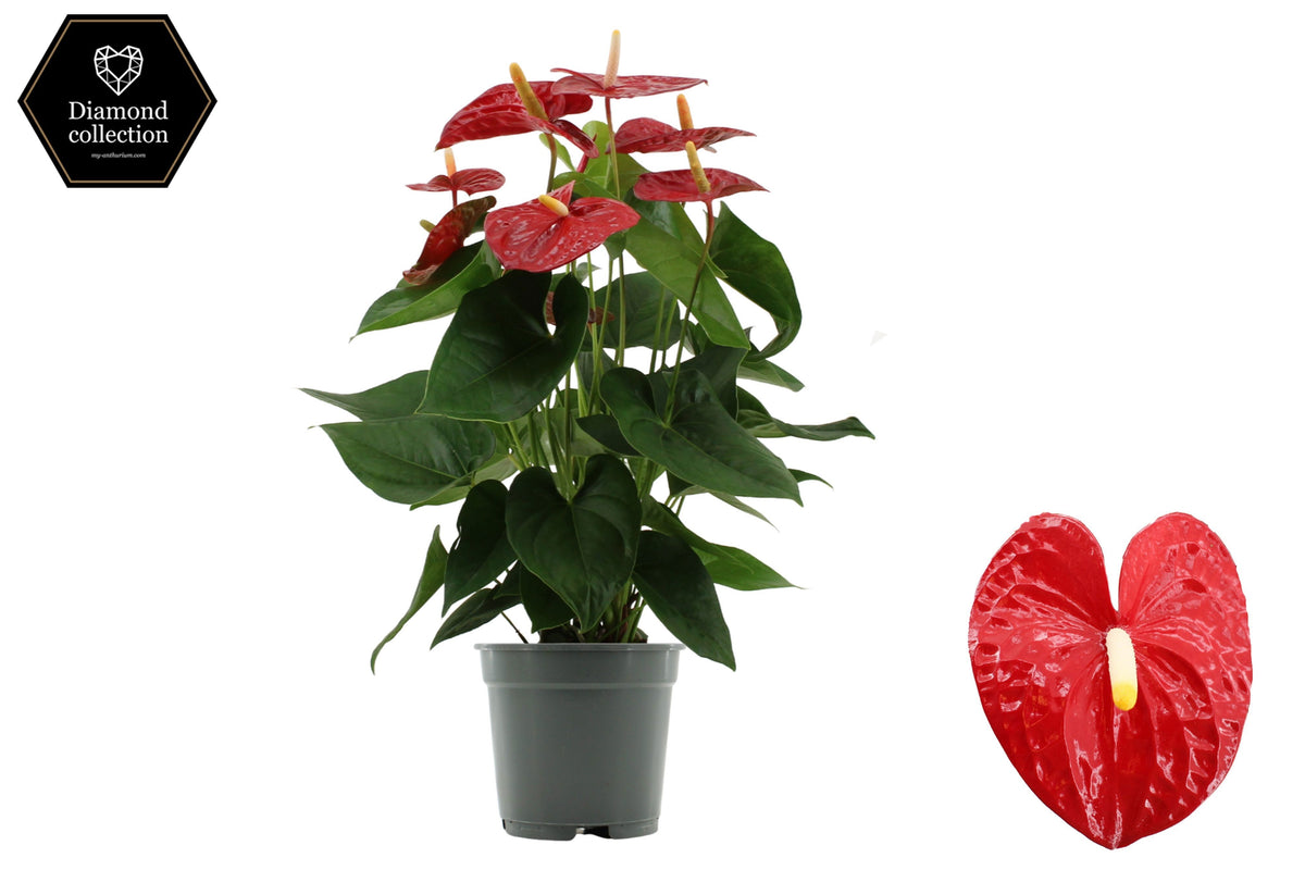 Anthurium Jambo red 57cm 17cm Pot