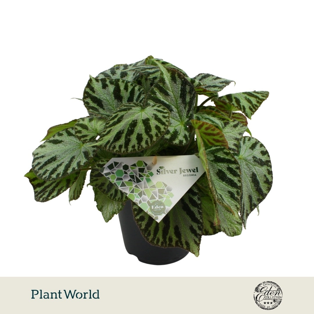Plantworld Smit Kwekerij Begonia Silver Jewell Pack of 6