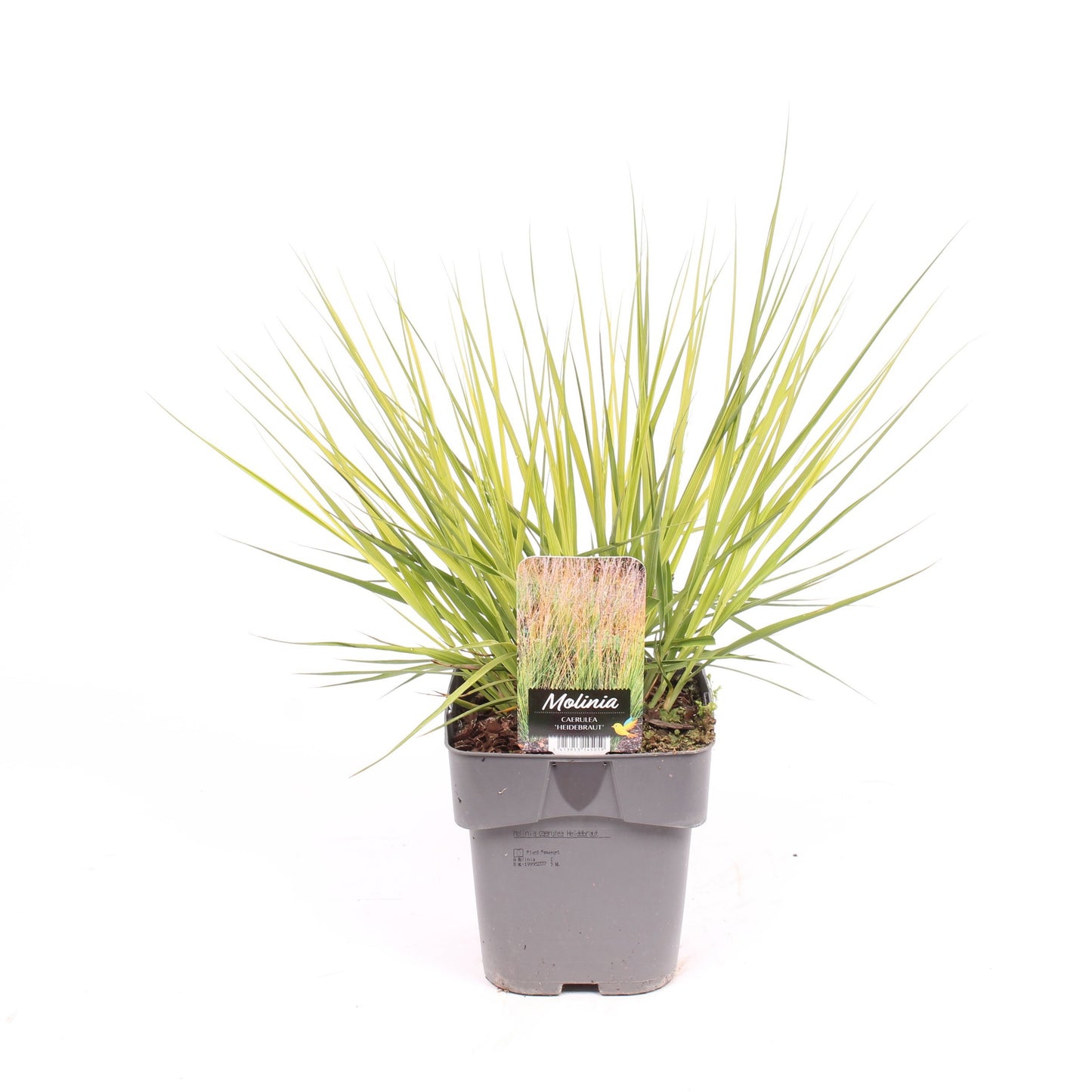 Molinia Heidebraut 25cm 17cm Pot