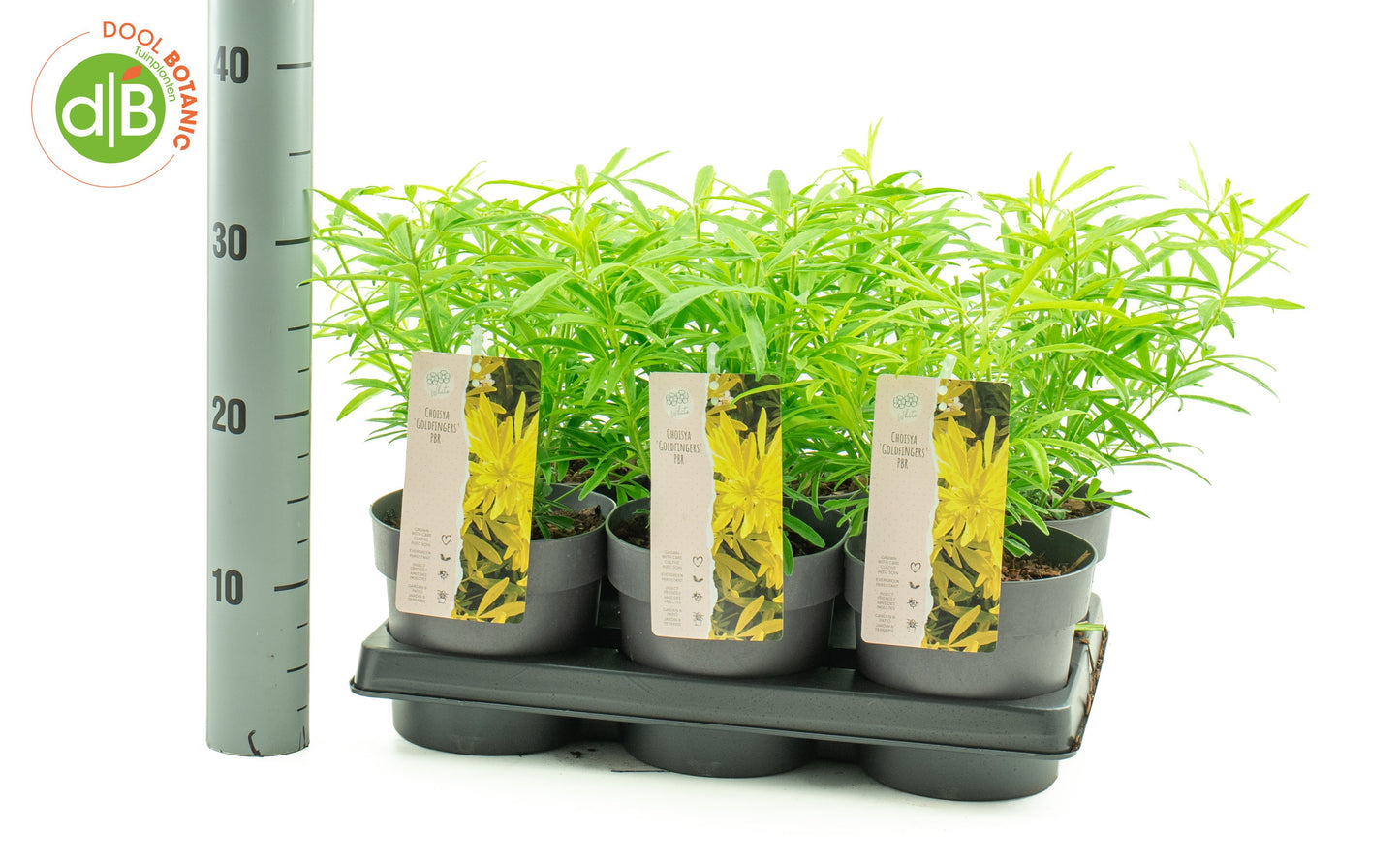 Dool Botanic Choisya Goldfinger Pack of 6
