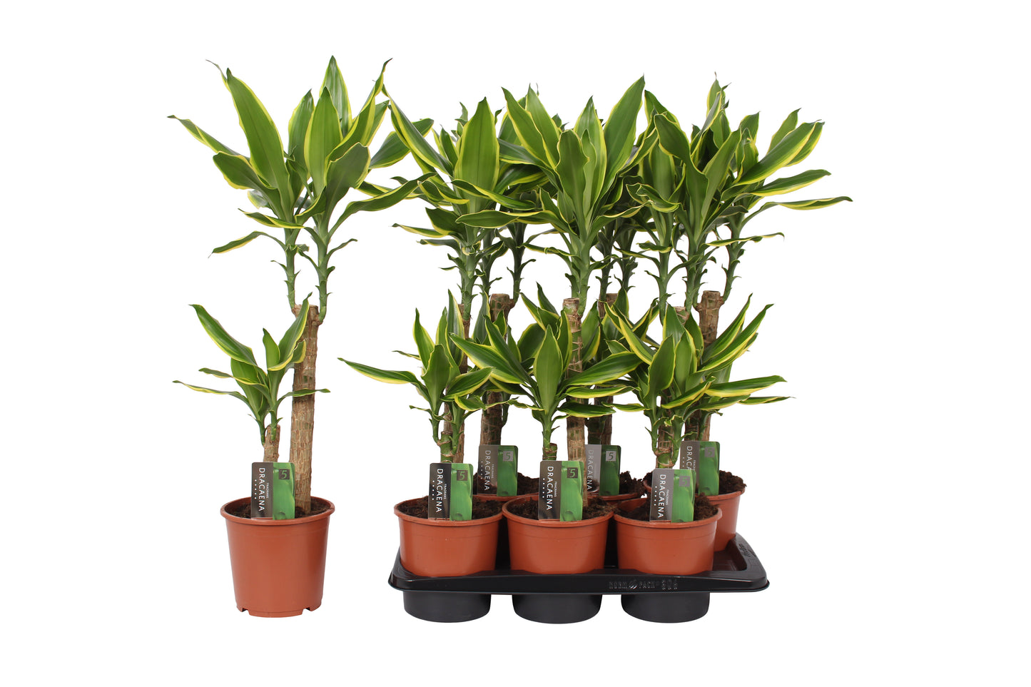 Dracaena fragrans Golden Coast 85cm 17cm Pot