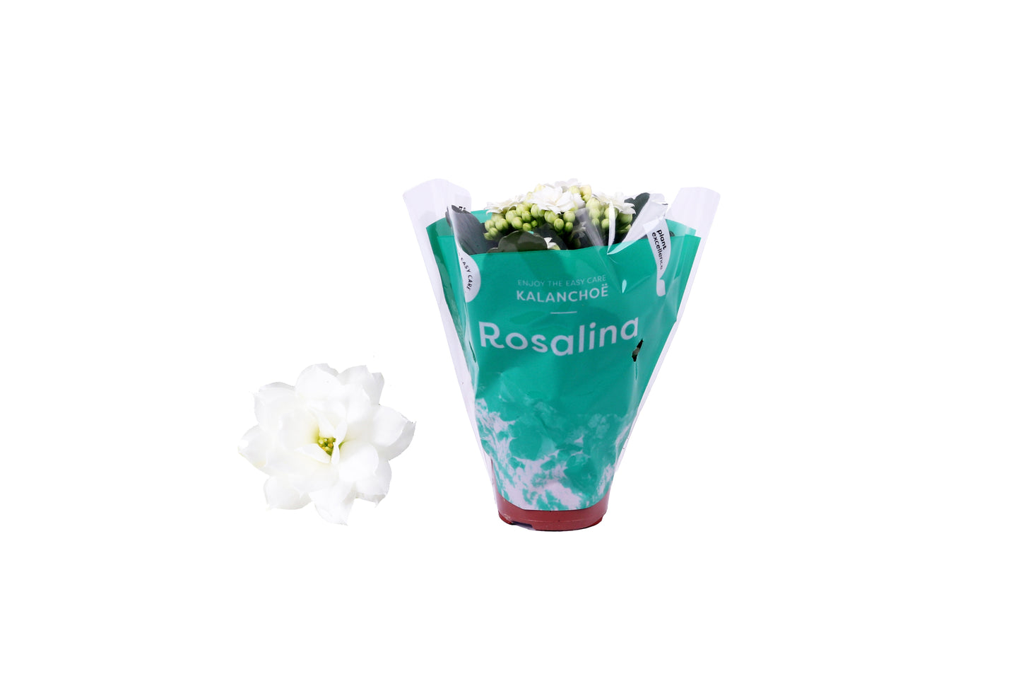 Kalanchoe Rosalina Don Dione 12cm 6cm Pot