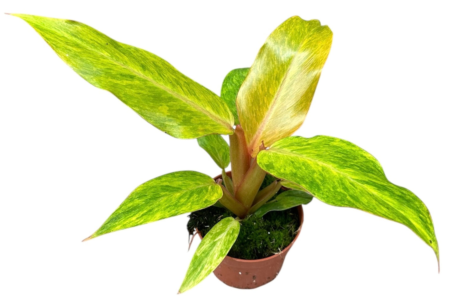 Philodendron scandens 25cm 10.5cm Pot
